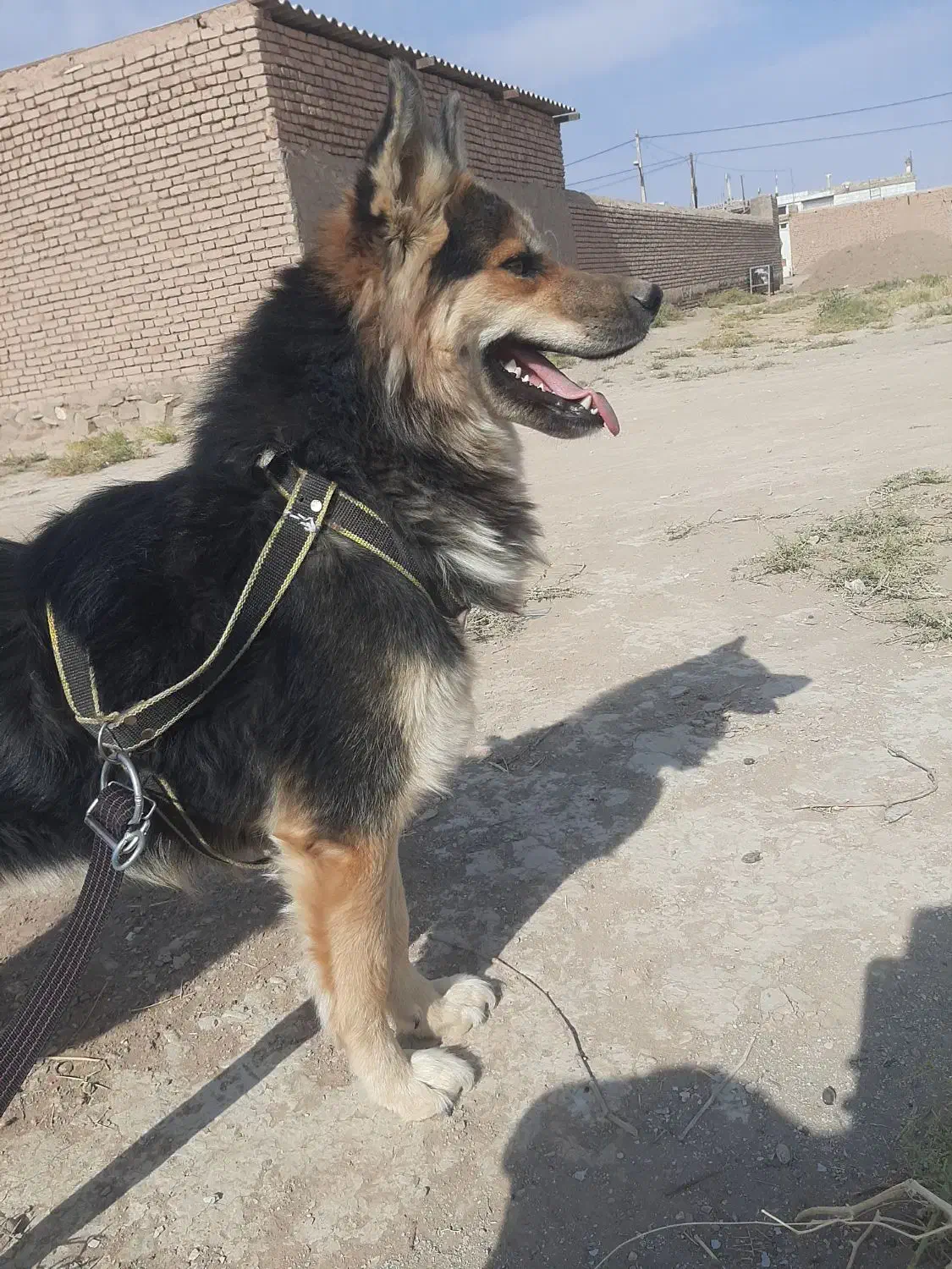 فروش فوری|سگ|سبزوار, عارف|دیوار