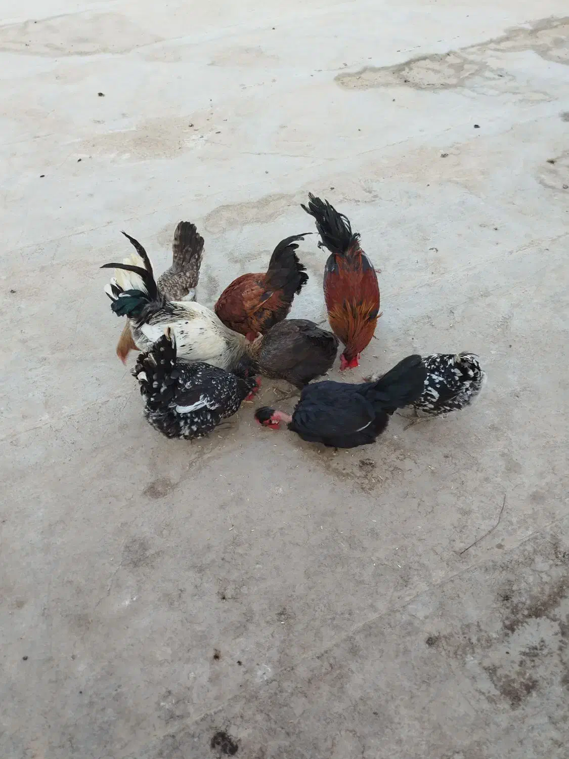 مرغ|حیوانات مزرعه|سوسنگرد, |دیوار