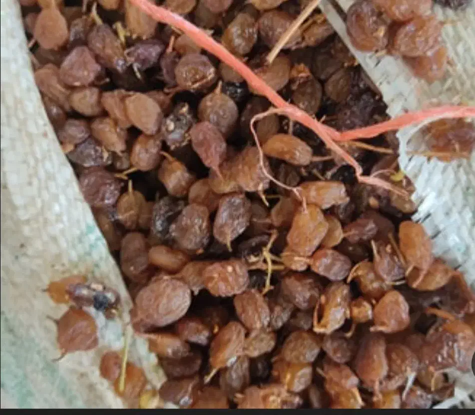 کشمش تیزابی|خوردنی و آشامیدنی|محمدیه-قزوین, |دیوار