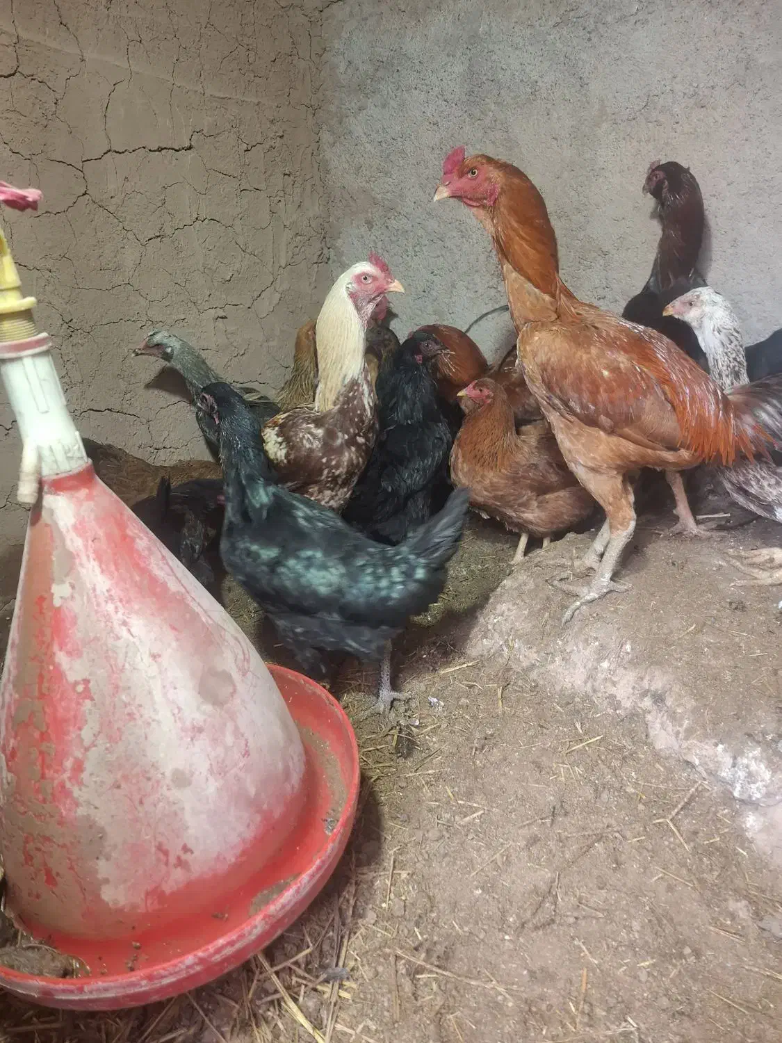 مرغ لاری .خروس لاری. مرغ خانگی|حیوانات مزرعه|تربت جام, یحیی آباد|دیوار