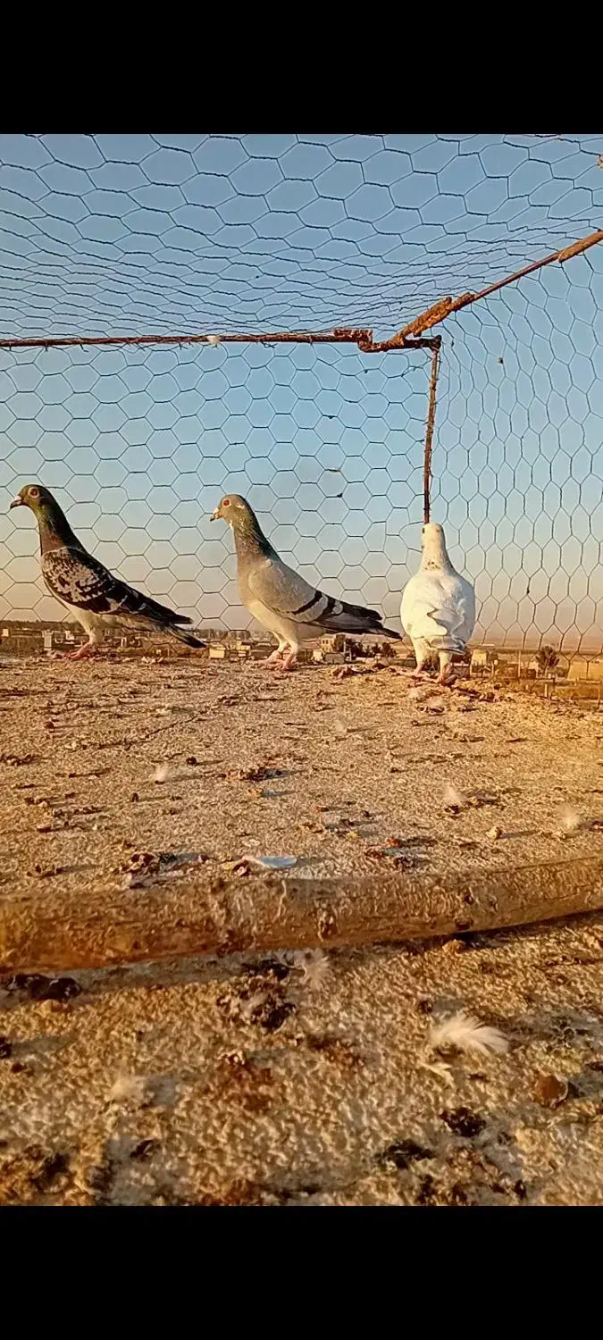 کبوتر آلمانی|پرنده|تربت جام, معدآباد|دیوار