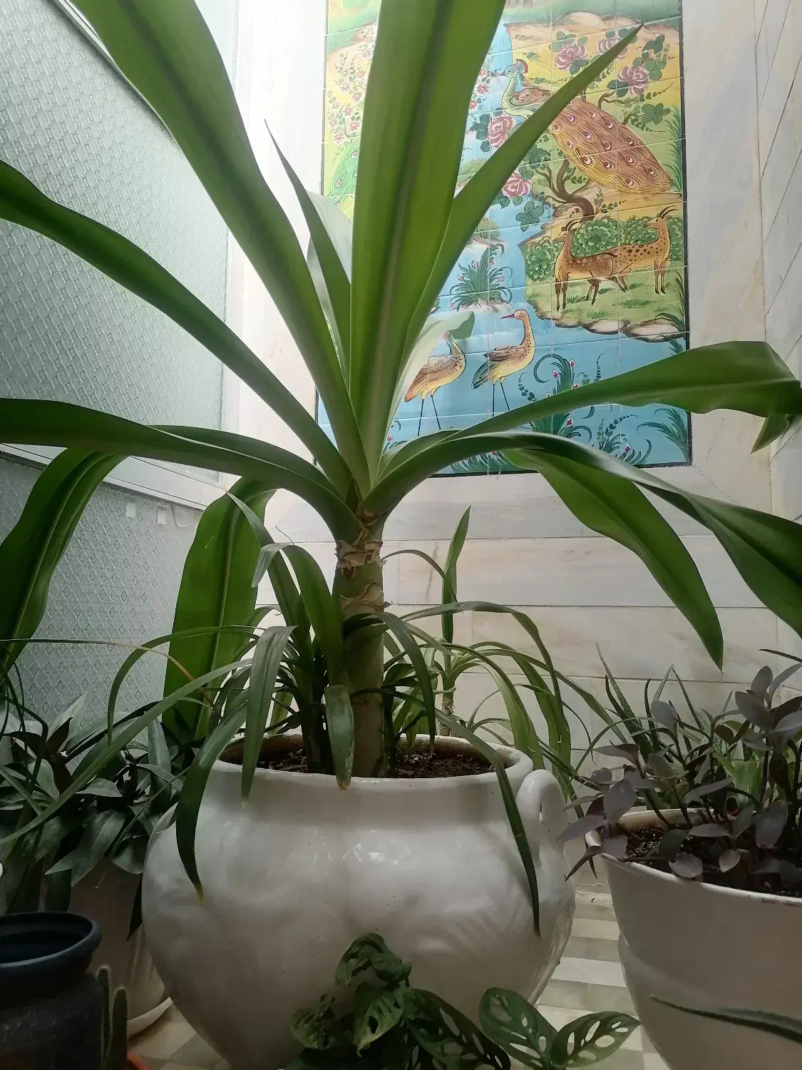 گل بسیارزیباو پاجوش زیاد|گل و گیاه طبیعی|سیرجان, |دیوار