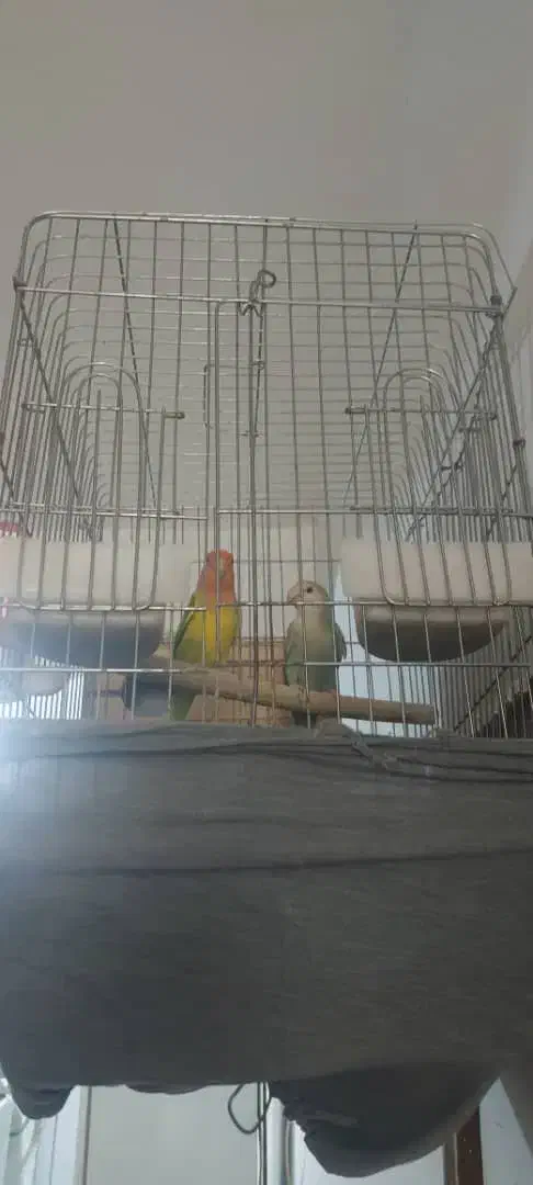 طوطی برزیلی|پرنده|مسجد سلیمان, |دیوار