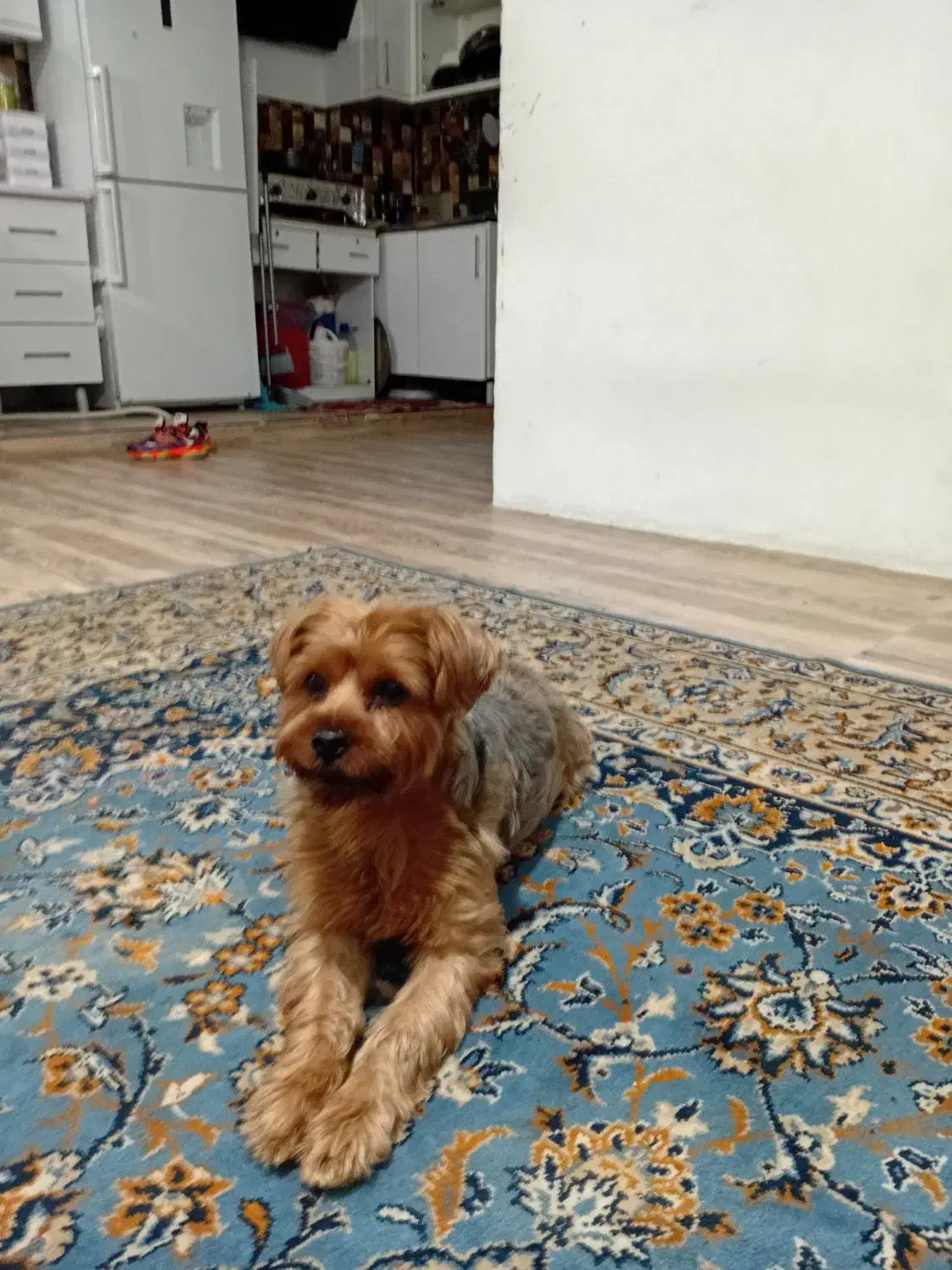 فروشی|سگ|کرج, حیدرآباد|دیوار