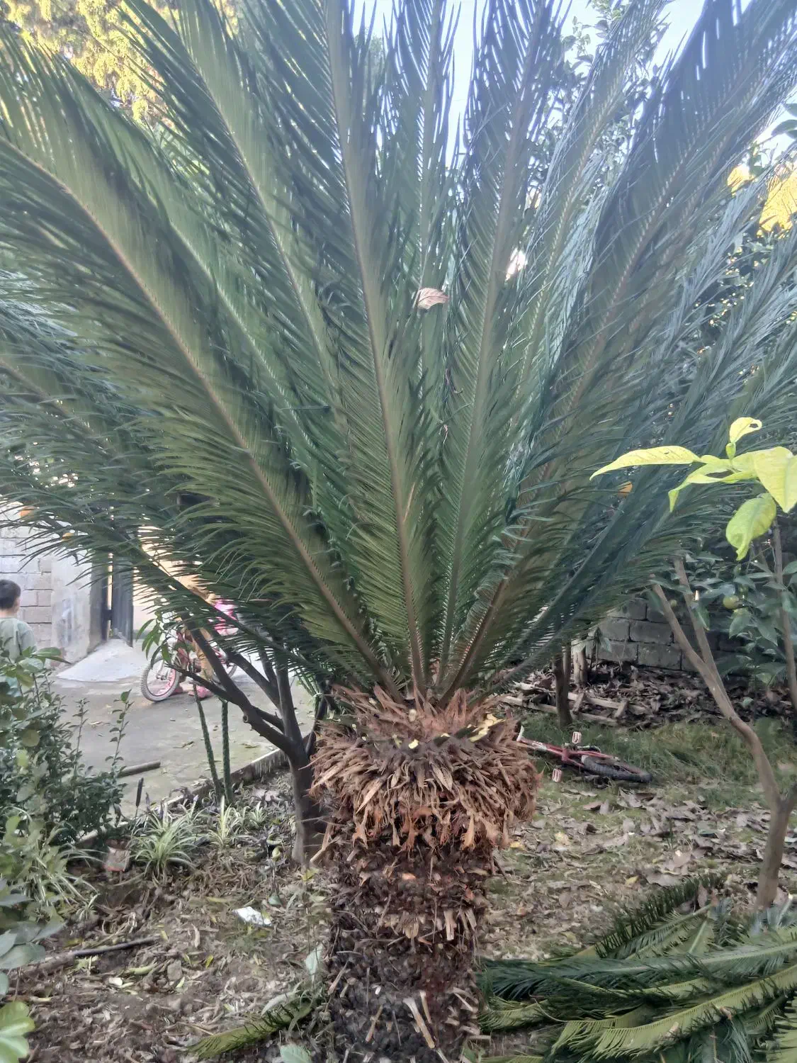 سیکاس ۱۳۰ سانتی متر|گل و گیاه طبیعی|رویان, |دیوار