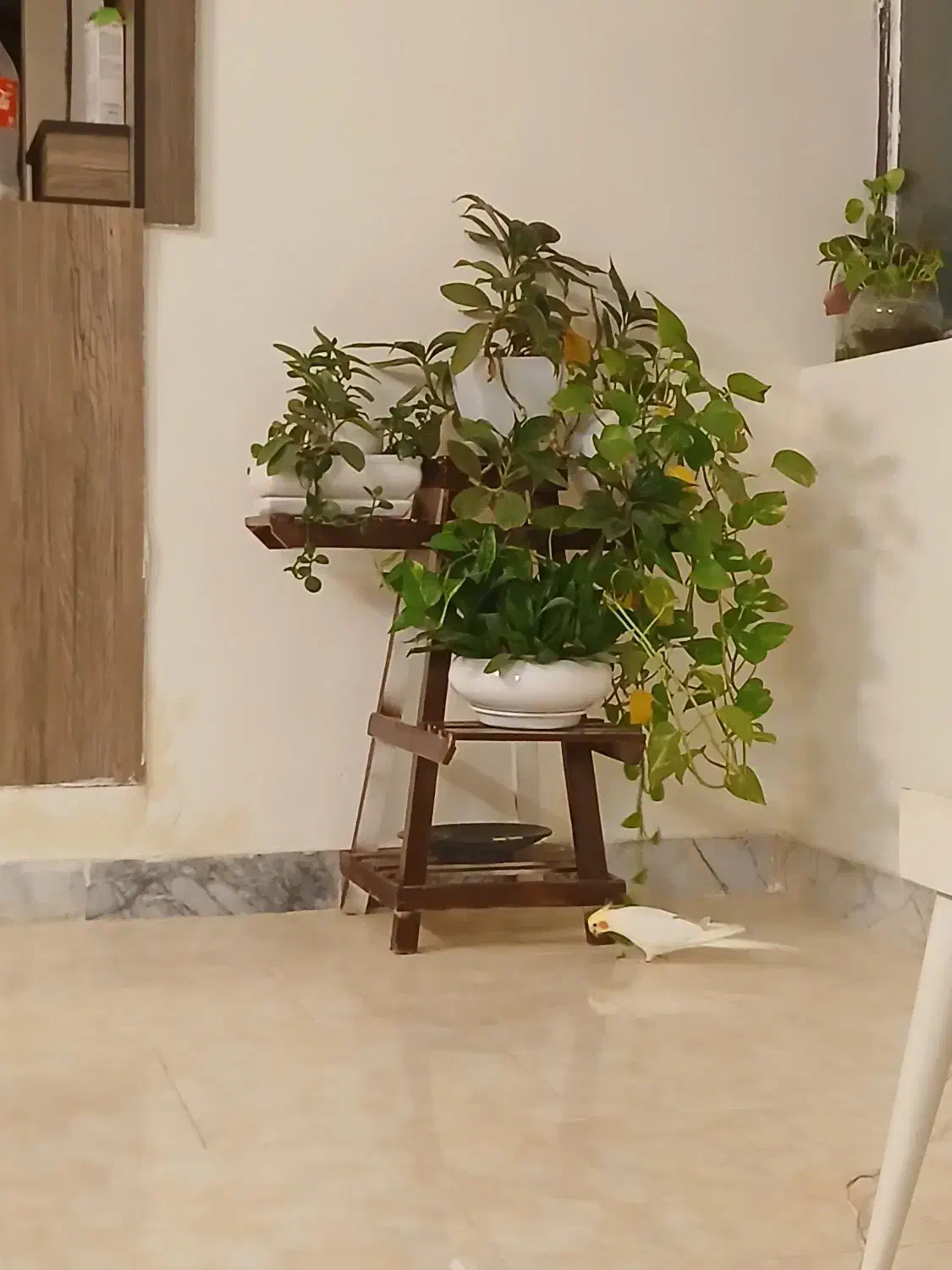 لوازم|پشتی|گلبهار, شهر جدید گلبهار|دیوار