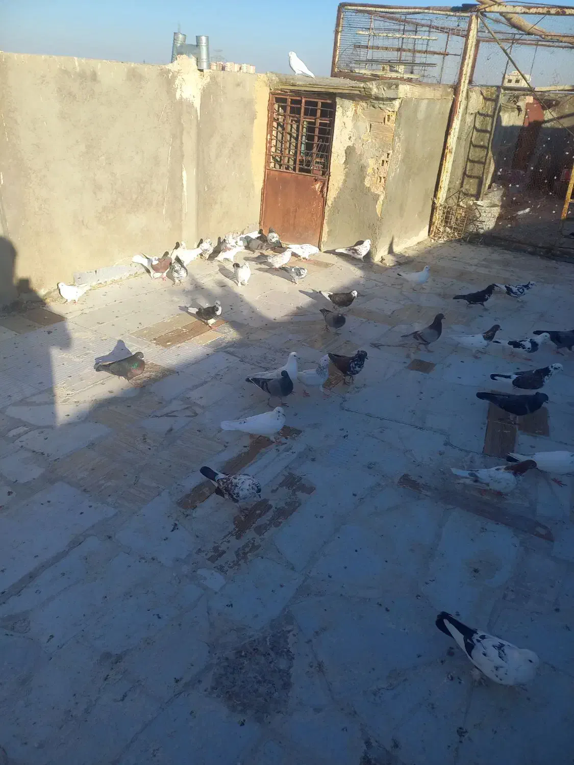 کفتر طوقی و چتری|پرنده|قم, شهرک مهدیه (مدرس)|دیوار