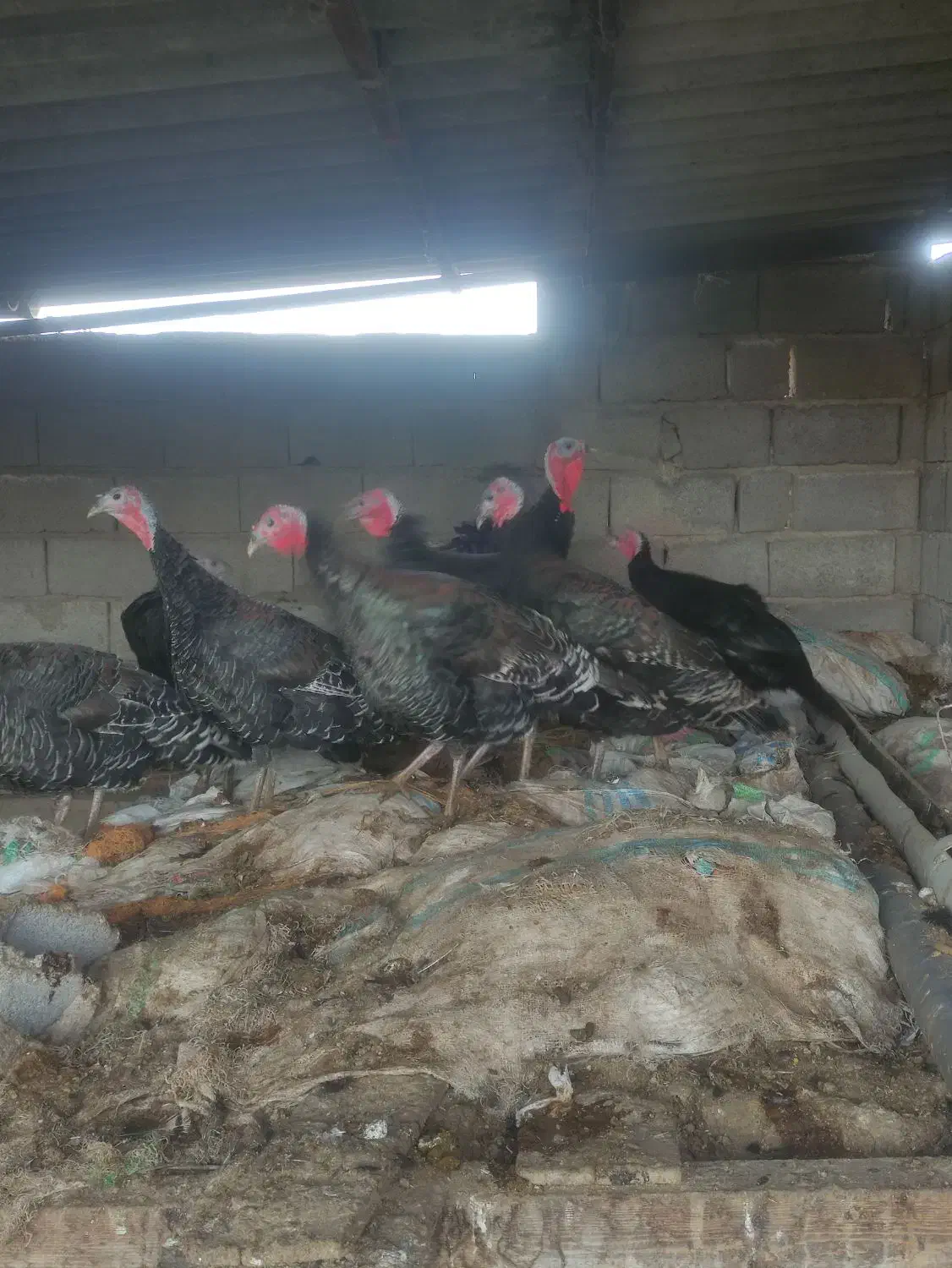 فروش بوقلمون محلی|حیوانات مزرعه|زرگرشهر, |دیوار