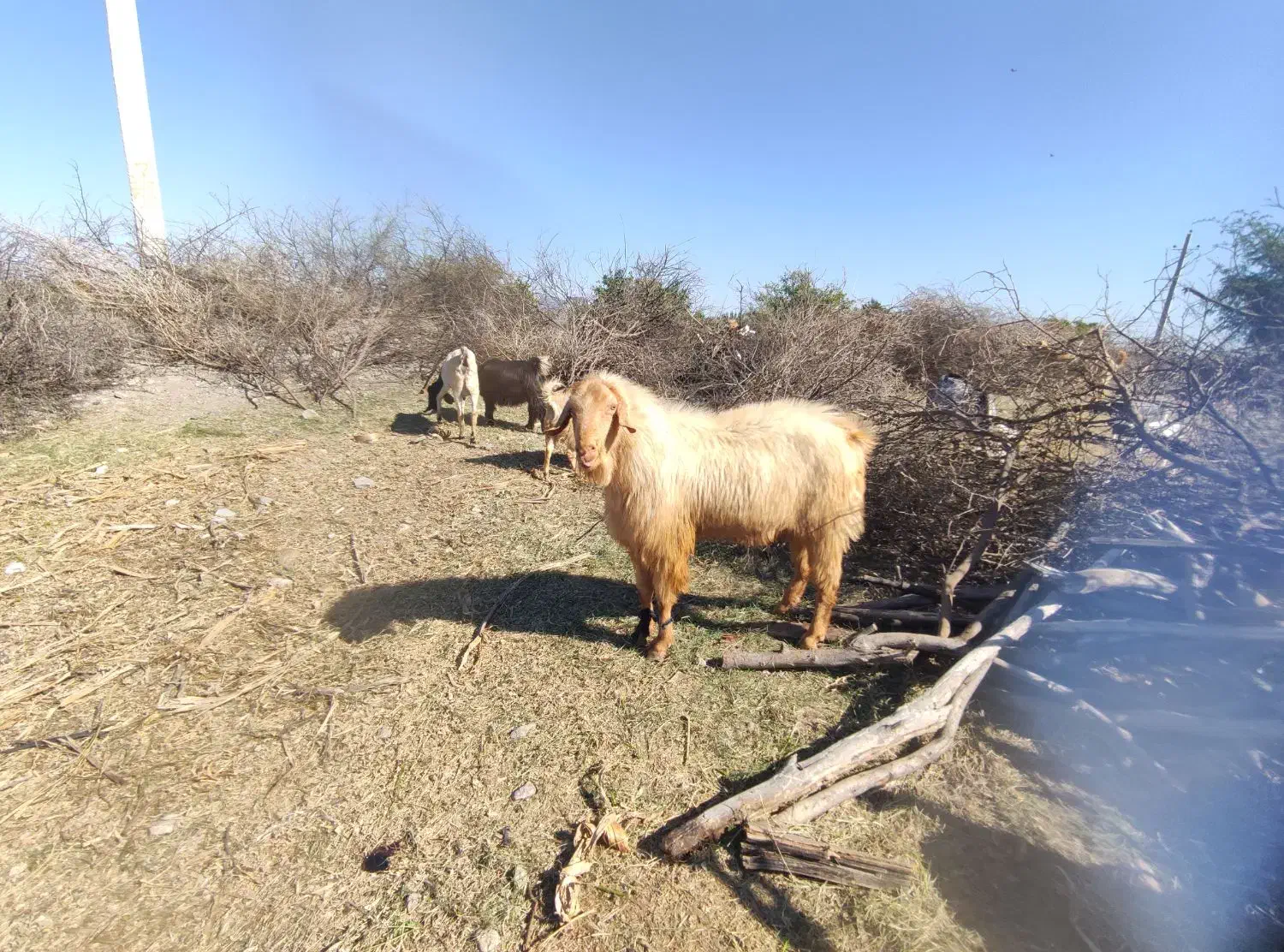 نری|حیوانات مزرعه|رودان, |دیوار