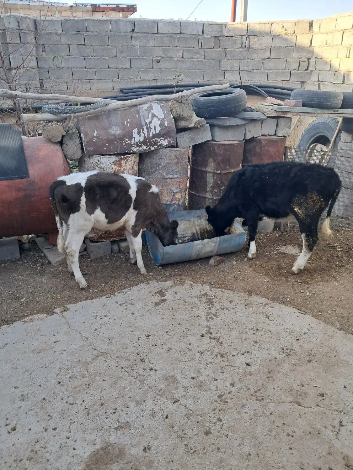 دوعددگوساله|حیوانات مزرعه|تکاب, |دیوار