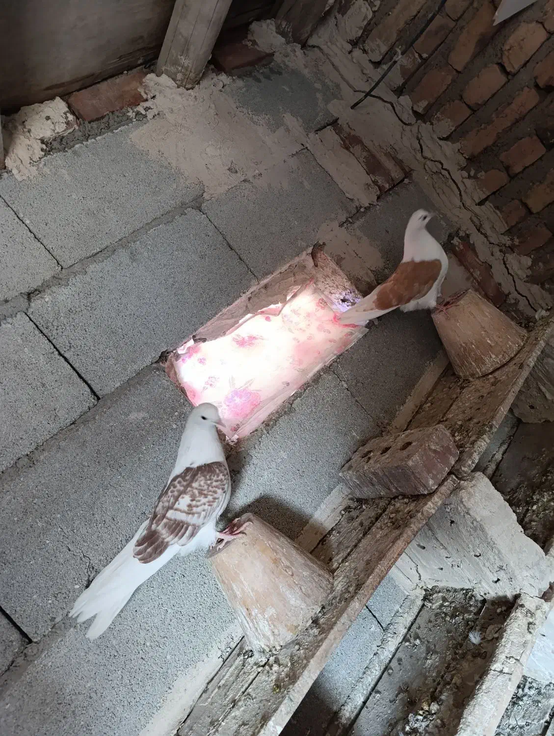 کبوتر پشتار|پرنده|خسروشاه, |دیوار