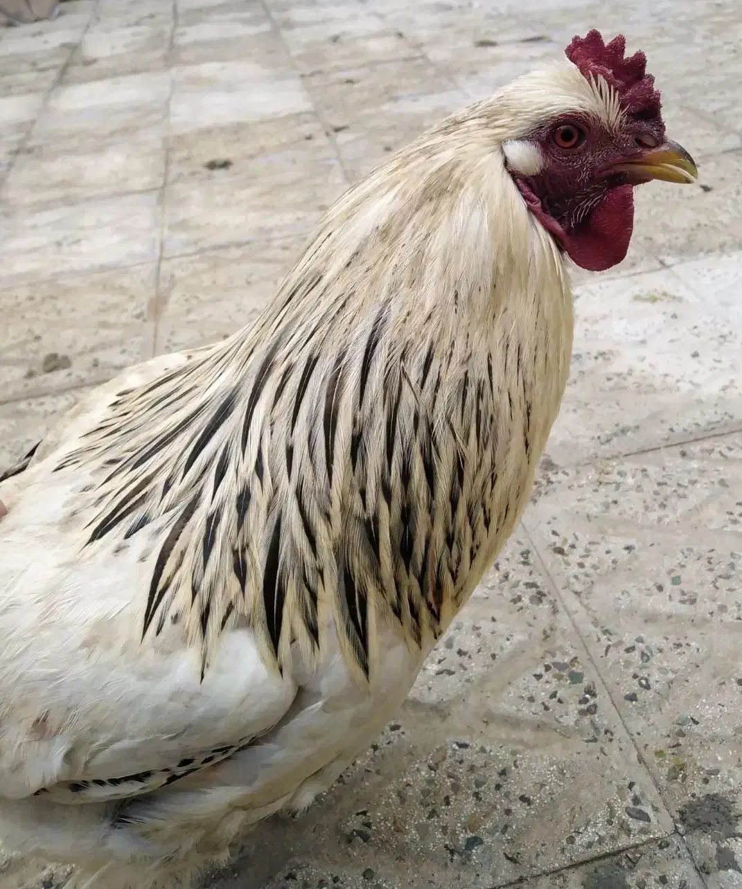 خروس|حیوانات مزرعه|محمدیه-قزوین, |دیوار