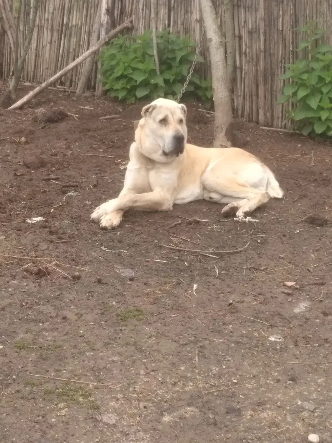 سگالابایاصیل|سگ|کوچصفهان, |دیوار