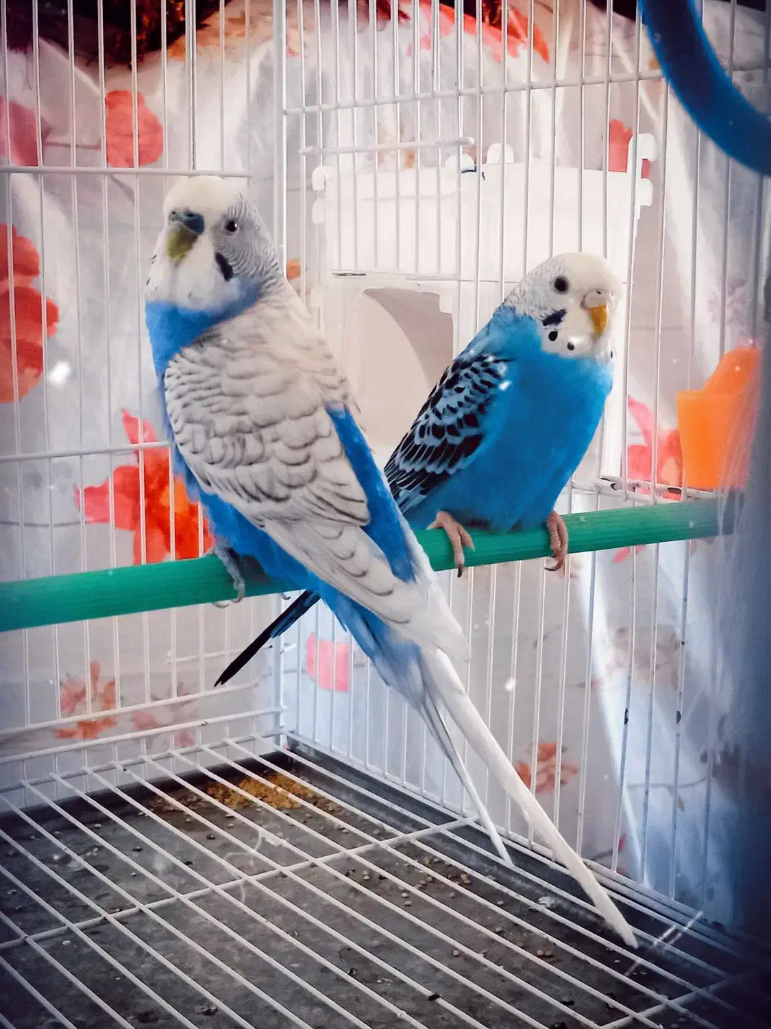 مرغ عشق خوشگل و خوشرنگ با لوازم|پرنده|مشکان, |دیوار