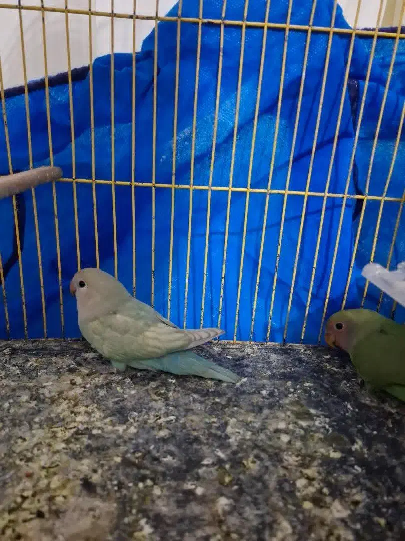 گرینجیک. طوطی کتوله. کبوتر|پرنده|زرند, |دیوار