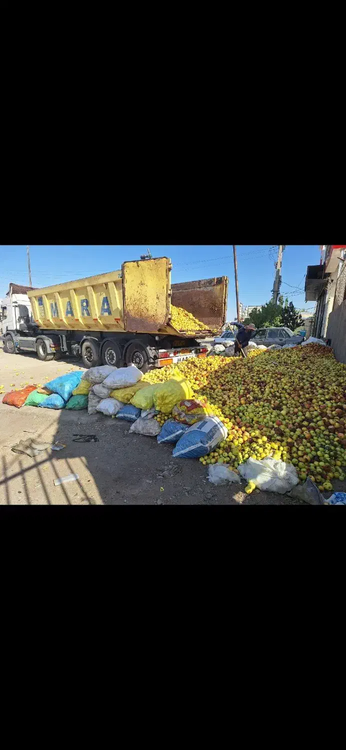 خریدار سیب‌ زیردرختی با بالاترین قیمت|خدمات باغبانی و درختکاری|زنجان, |دیوار