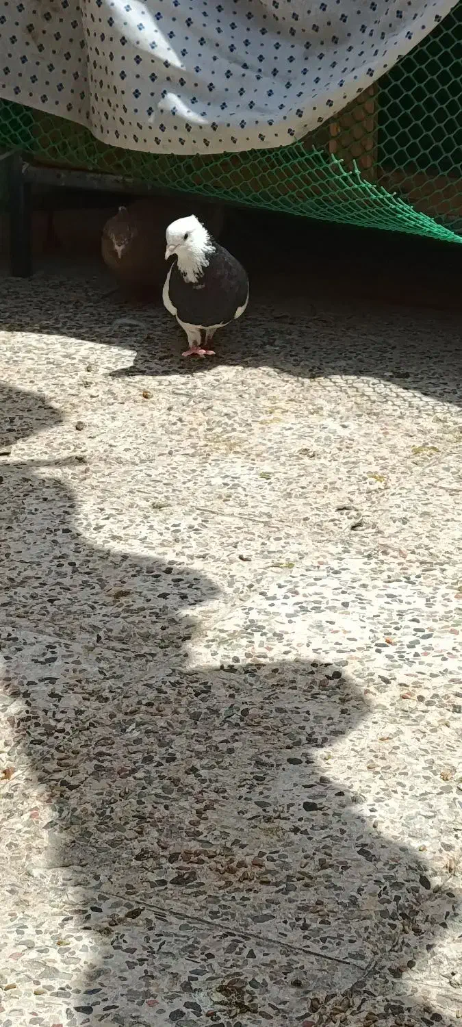 سوسنی|پرنده|امیدیه, |دیوار