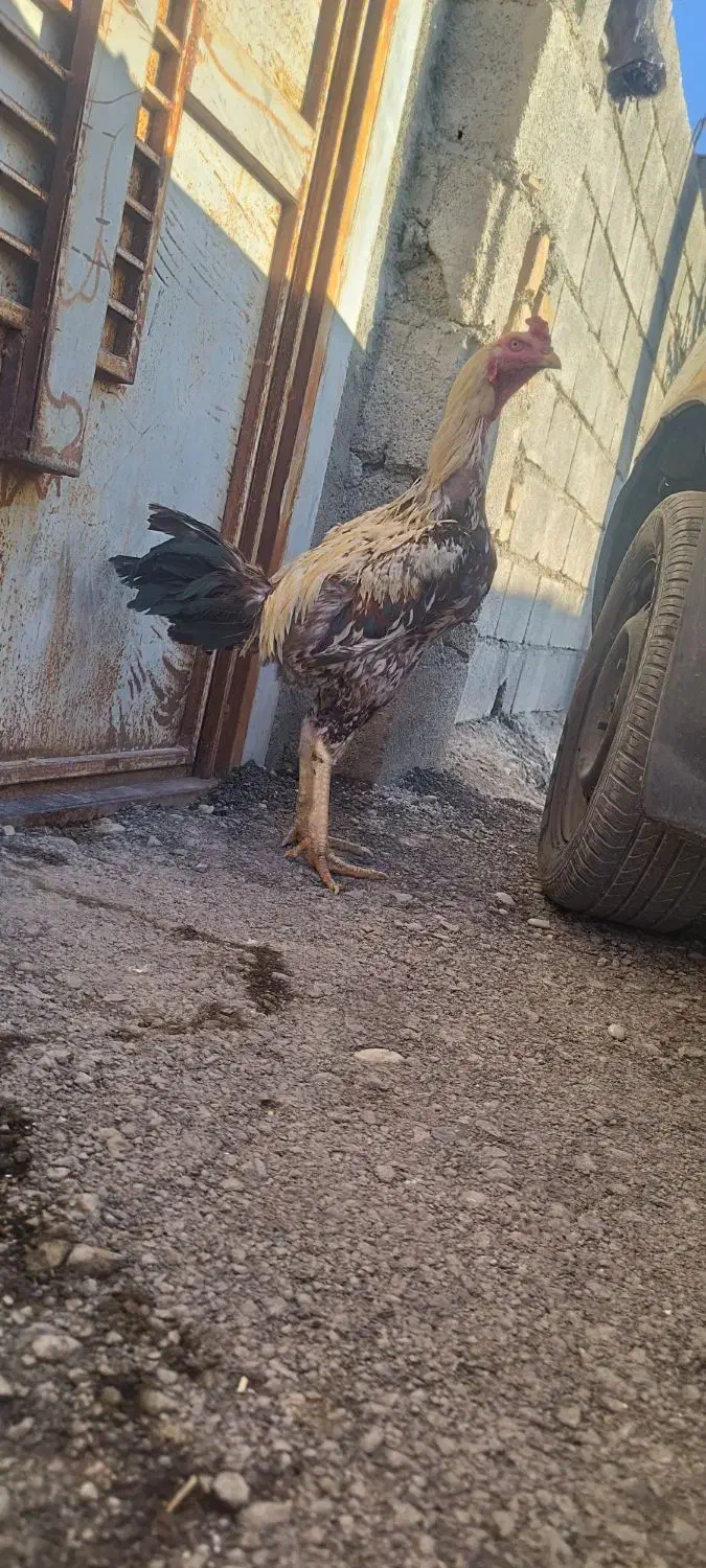 لاری|حیوانات مزرعه|دره شهر, |دیوار