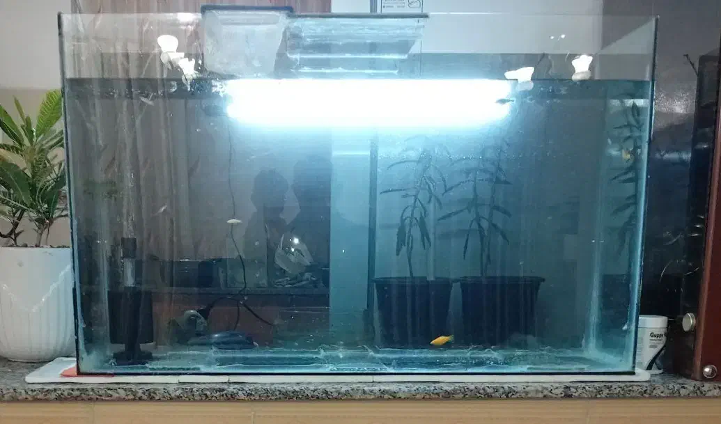 آکواریوم بزرگ|ماهی|کرمان, |دیوار