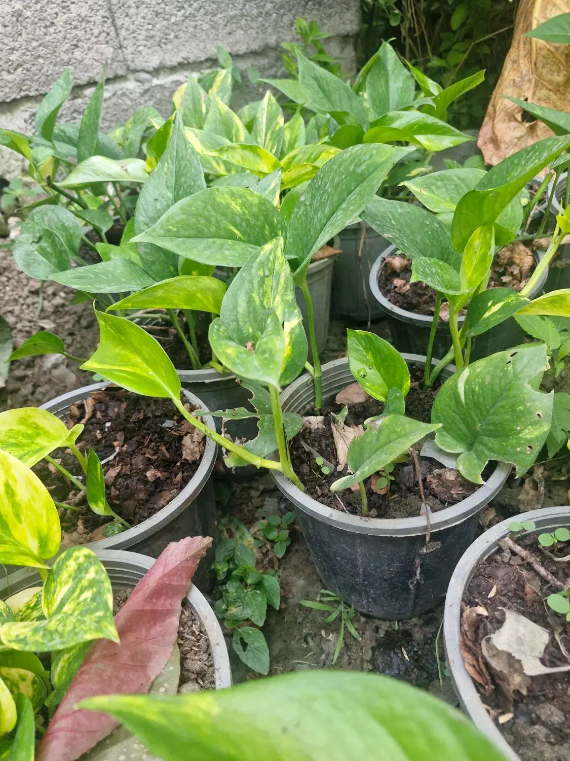 گل حسن یوسف و باباادم و پوتوس و سانسوریا|گل و گیاه طبیعی|رحیمآباد, |دیوار