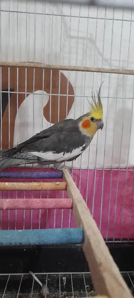 عروس هلندی نر سالم|پرنده|کیاشهر, |دیوار