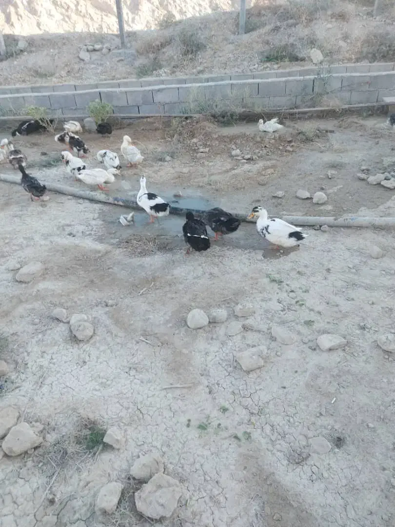 فروش اردک تمیز|حیوانات مزرعه|لنده, |دیوار