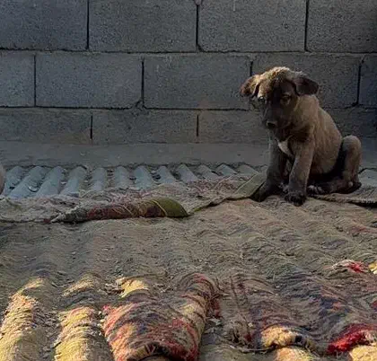 توله سگ سرابی اصیل ذات قدیم|سگ|اصفهان, سپاهان‌شهر|دیوار