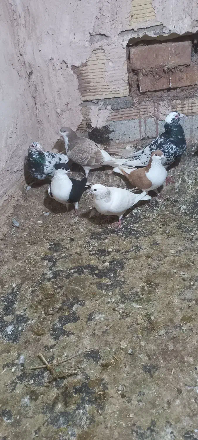 ساده|پرنده|نیشابور, مازول|دیوار