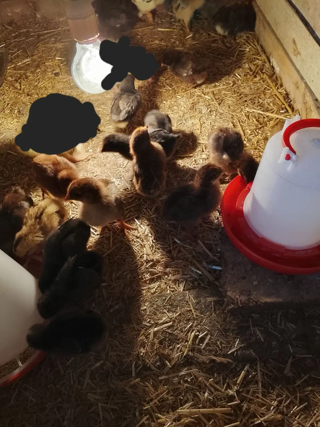 جوجه محلی ۷ روزه|حیوانات مزرعه|گمیشان, |دیوار