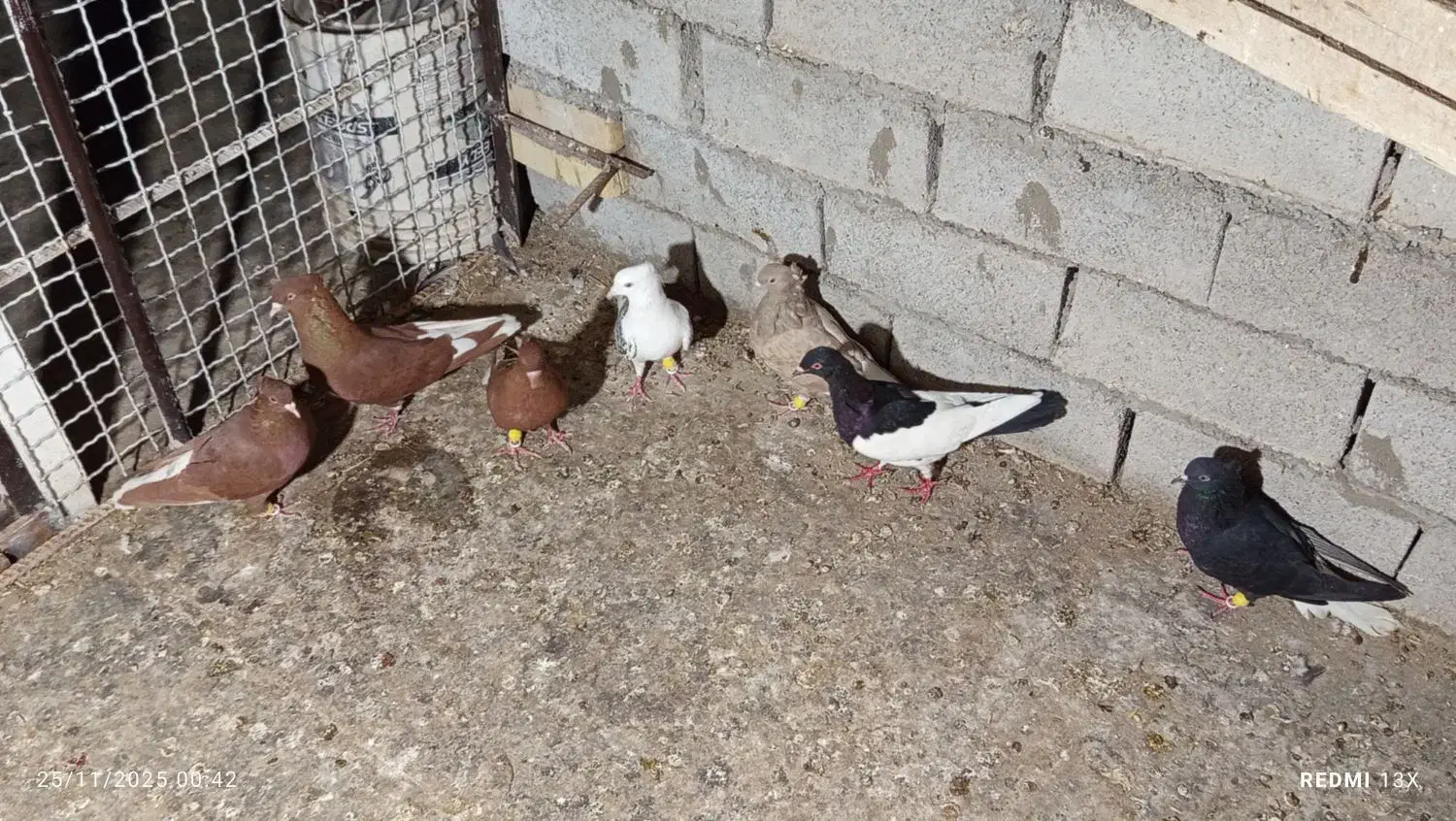 رنگی|پرنده|سوسنگرد, |دیوار