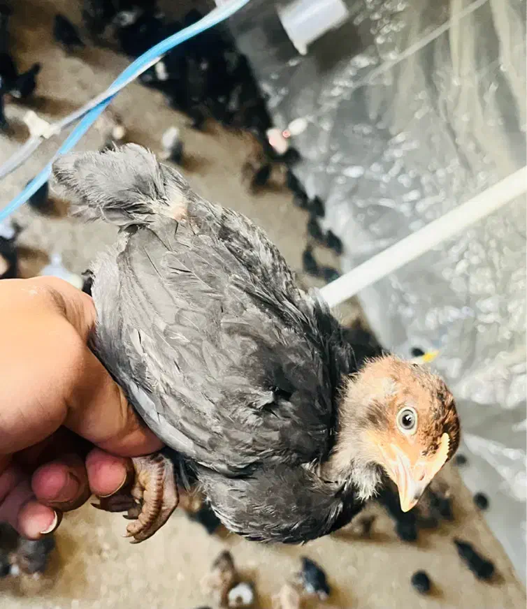 جوجه مرغ وخروس محلی واکسن خورده|حیوانات مزرعه|شیراز, دروازه قران|دیوار