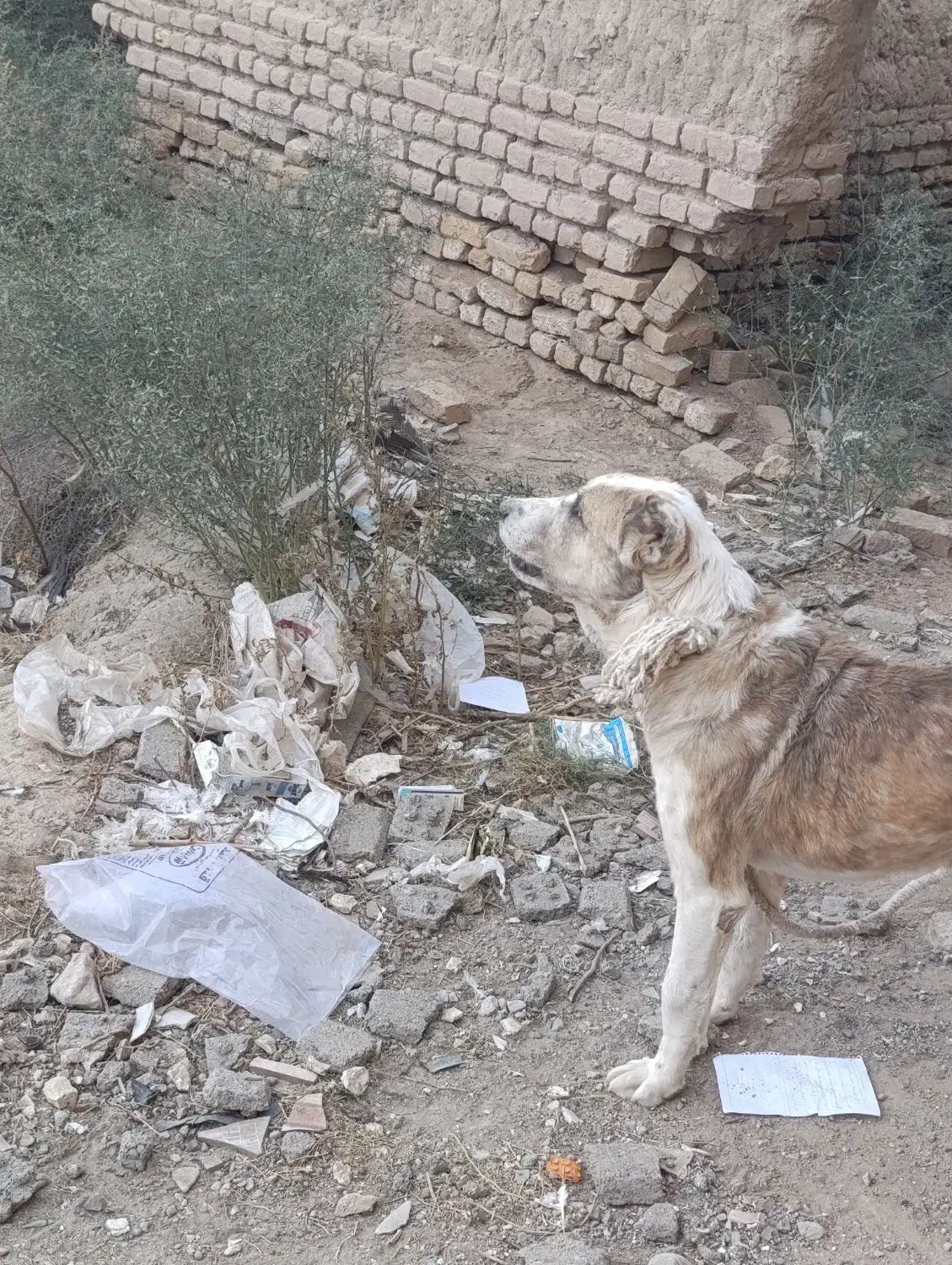 واگزار|سگ|تربت جام, نظامی|دیوار