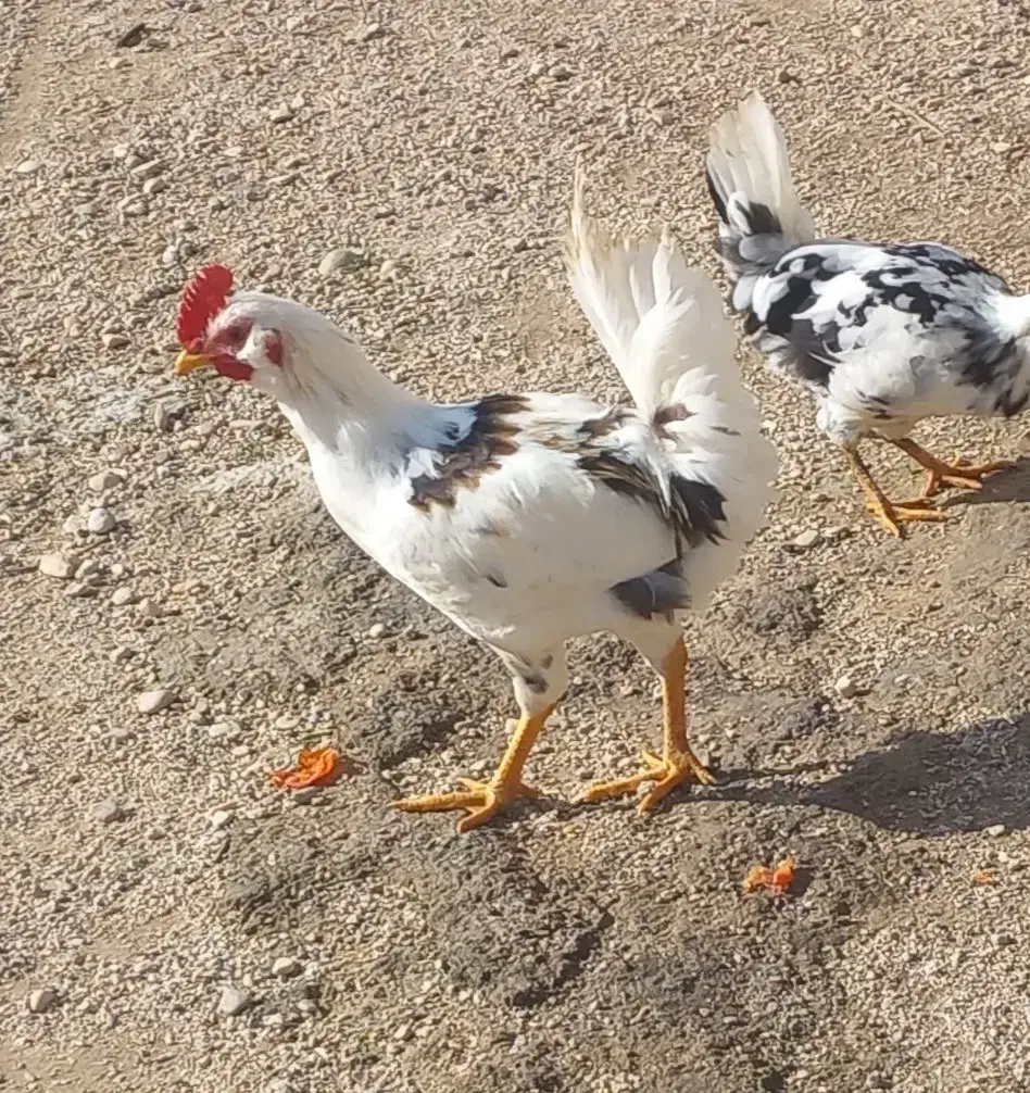 خروس|حیوانات مزرعه|سرپل ذهاب, |دیوار