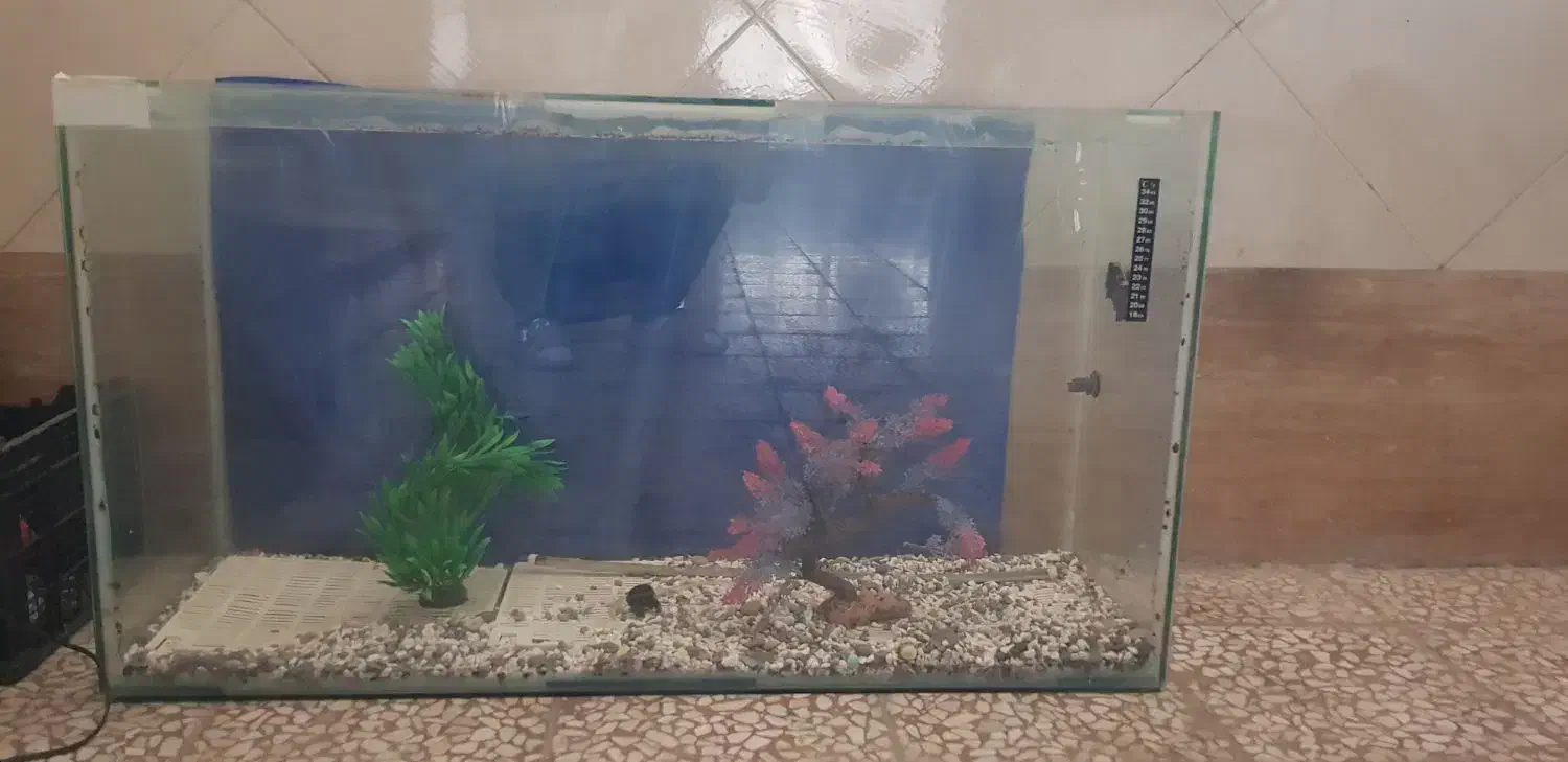 اکواریوم|ماهی|گلپایگان, |دیوار