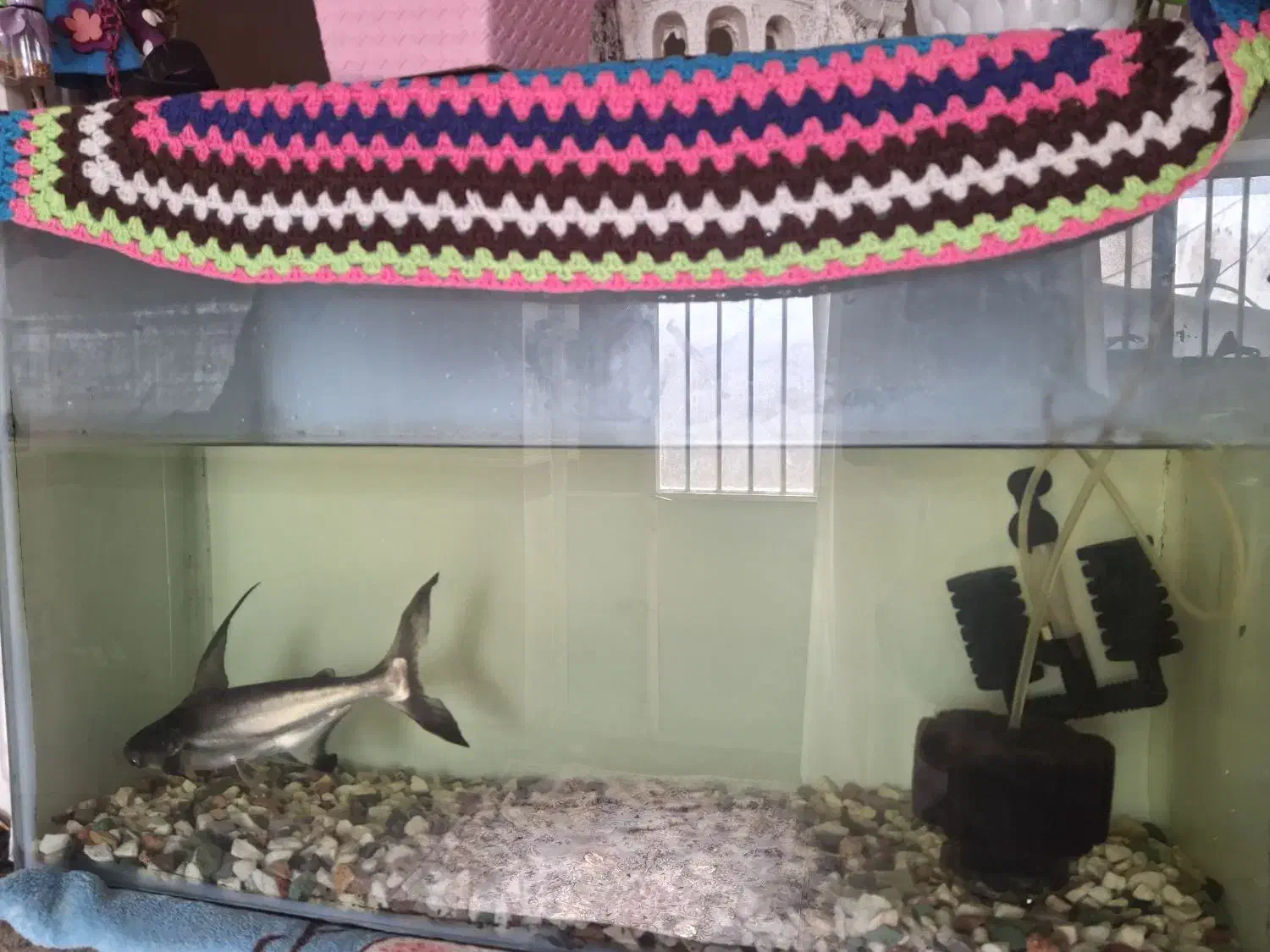 کوسه ماهی|ماهی|بندرعباس, |دیوار