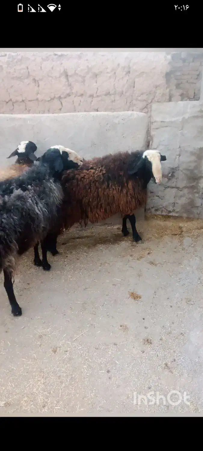 فروشی فوری سه عدد قوچ|حیوانات مزرعه|تاکستان, |دیوار
