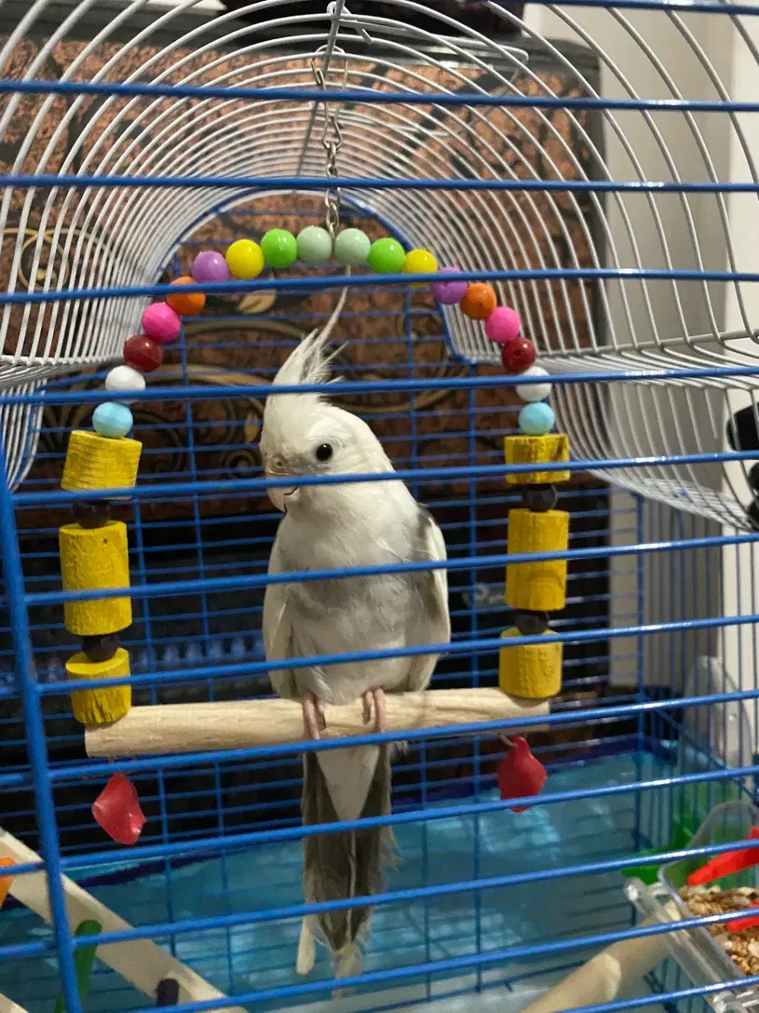 عروس هلندی|پرنده|رحیم‌آباد, |دیوار