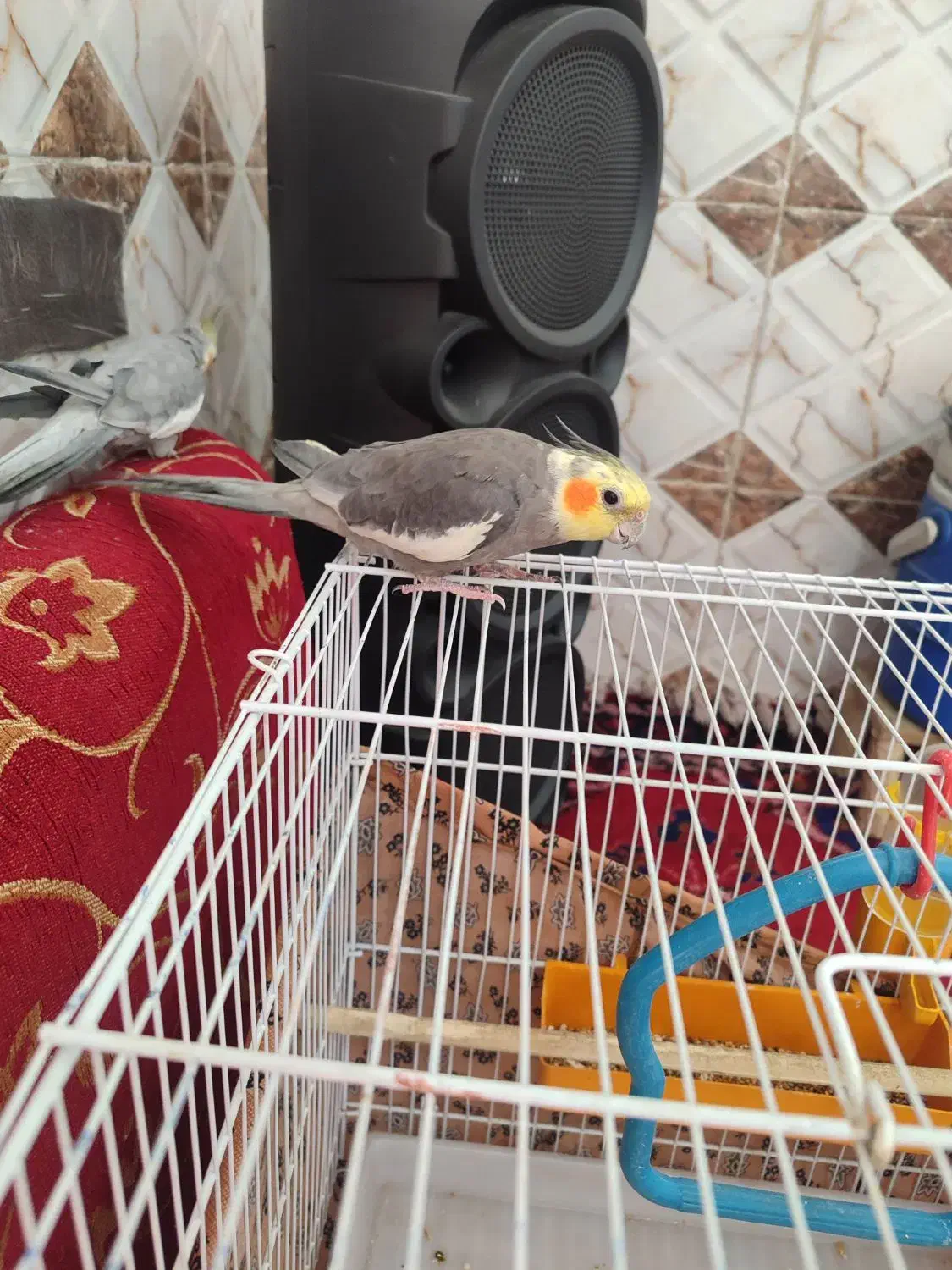 عروس هلندی|پرنده|خرمشهر, |دیوار