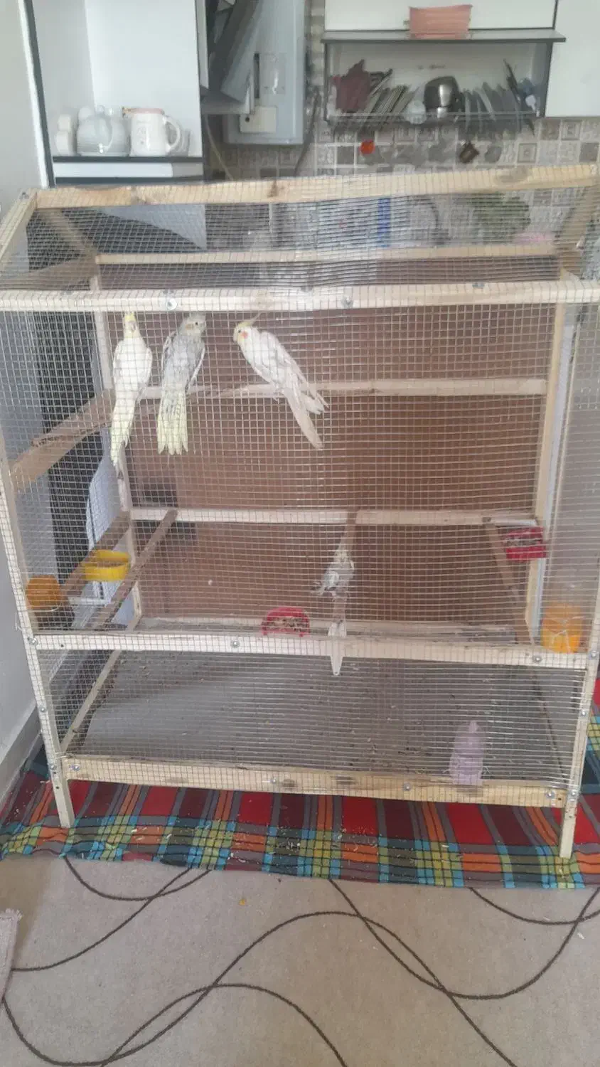 دو عدد جفت عروس هلندی|پرنده|نی‌ریز, |دیوار