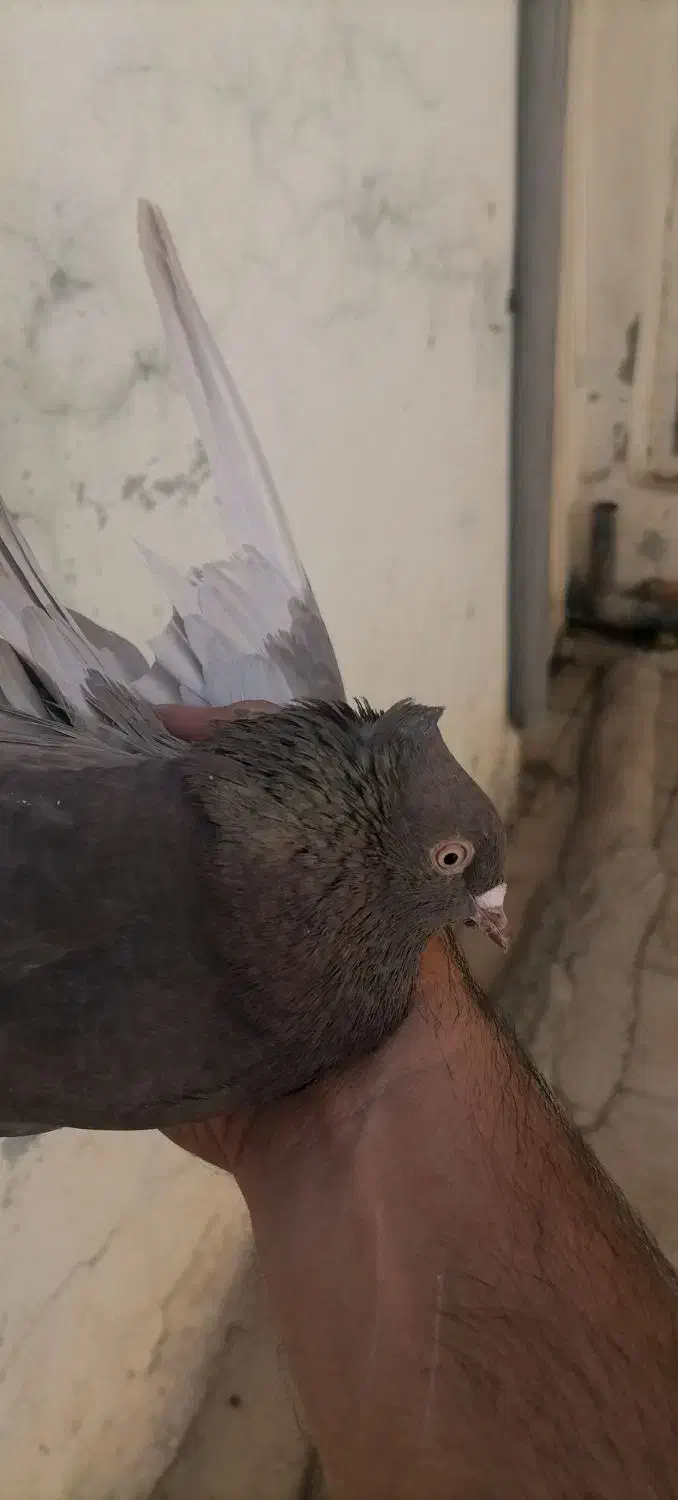 سلام نرو ماده|پرنده|خرامه, |دیوار