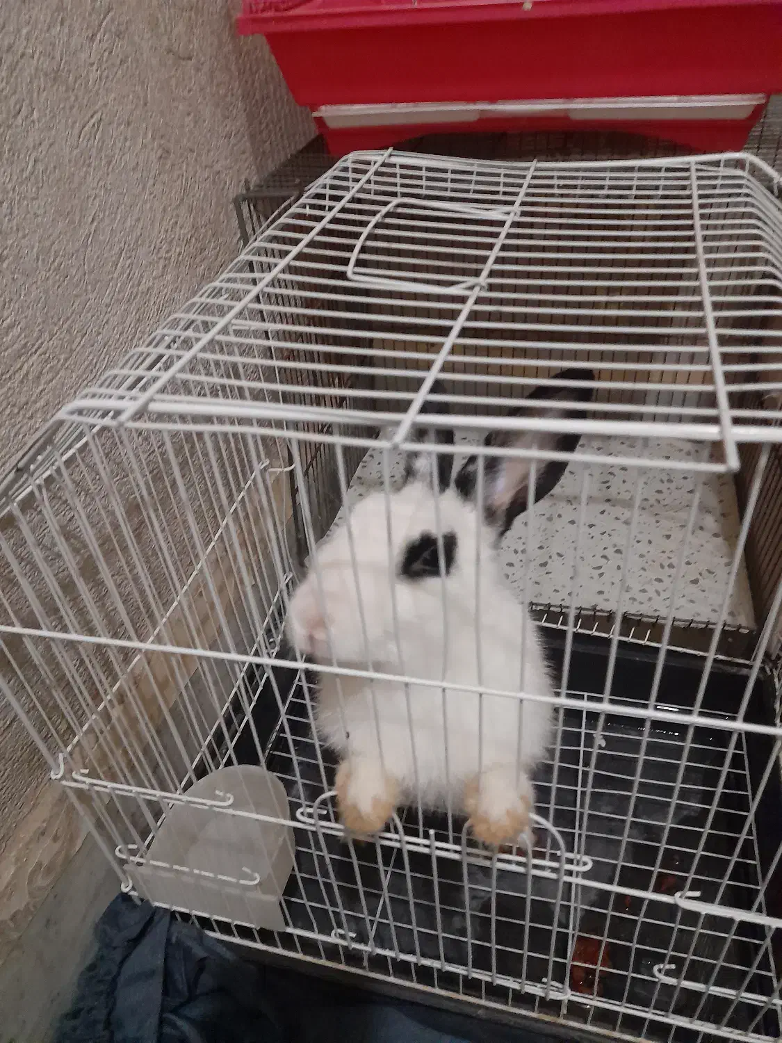 فروش|موش و خرگوش|کرج, خرمدشت|دیوار