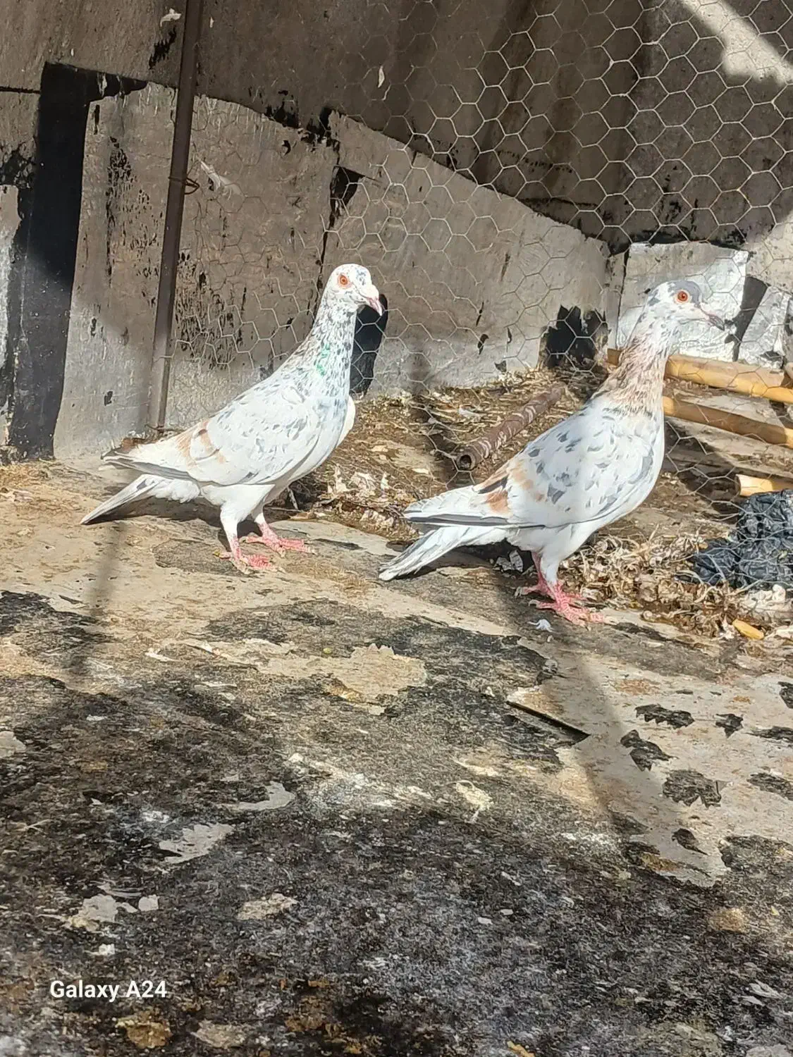 کبوتر|پرنده|شال, |دیوار