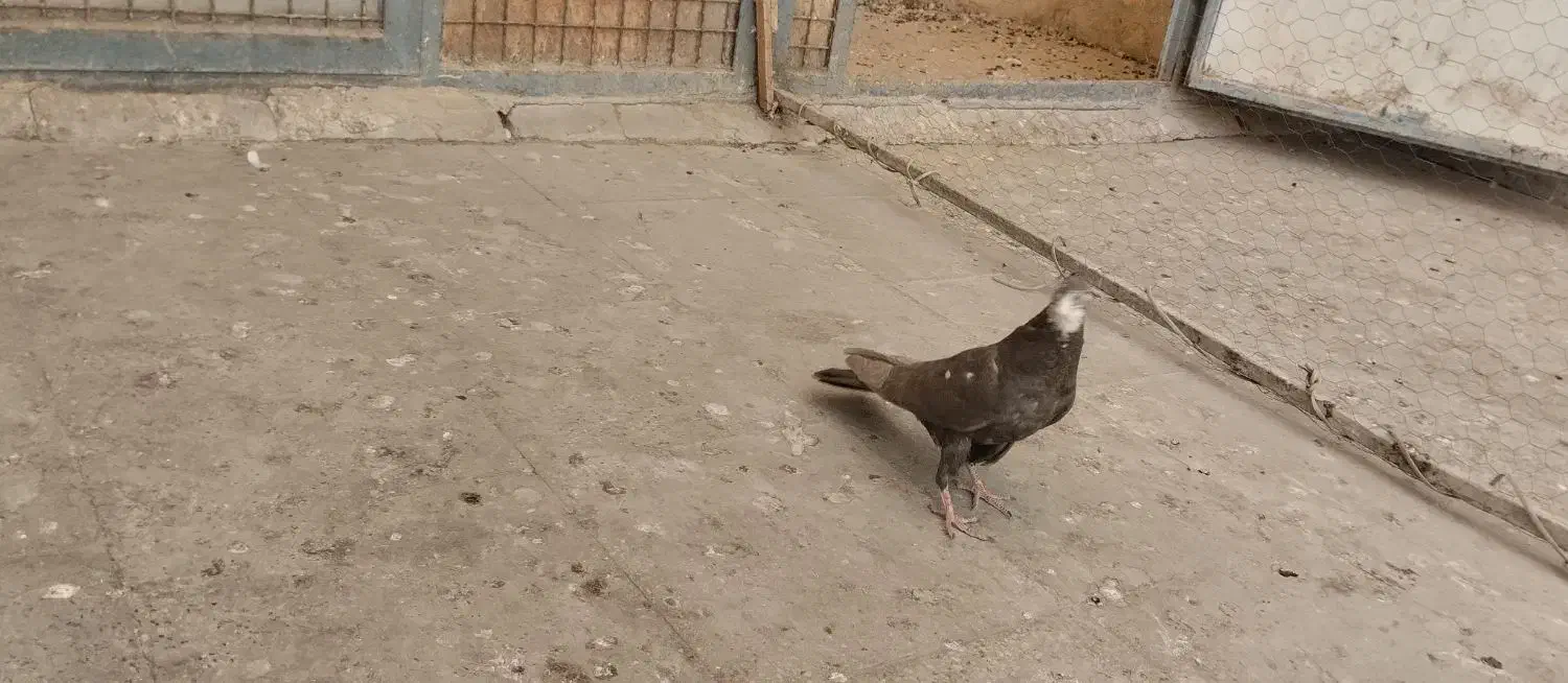 پرنده کبوتر|پرنده|تهران, مسعودیه|دیوار