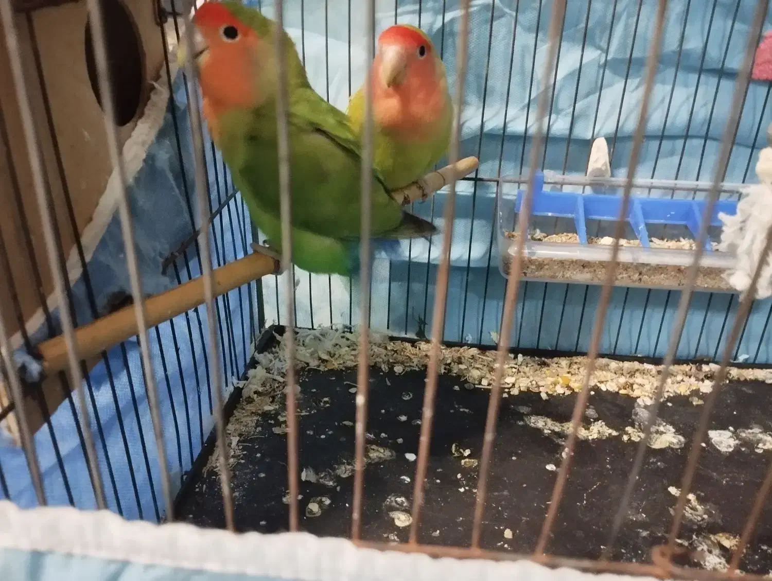 جفت طوطی کوتوله|پرنده|کرمان, |دیوار