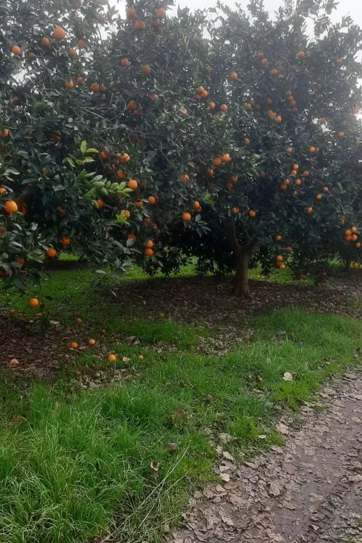 خریداری مرکبات|خدمات باغبانی و درختکاری|کلاچای, |دیوار