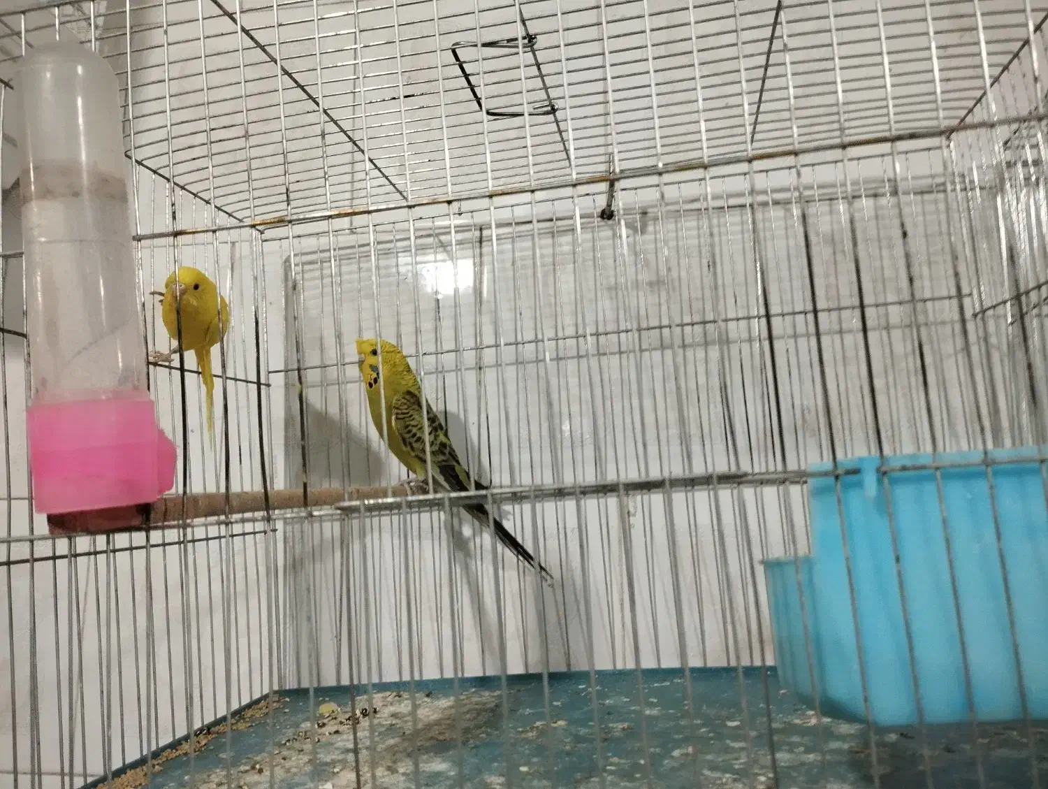 پرنده سرای آسمان|پرنده|آذرشهر, |دیوار