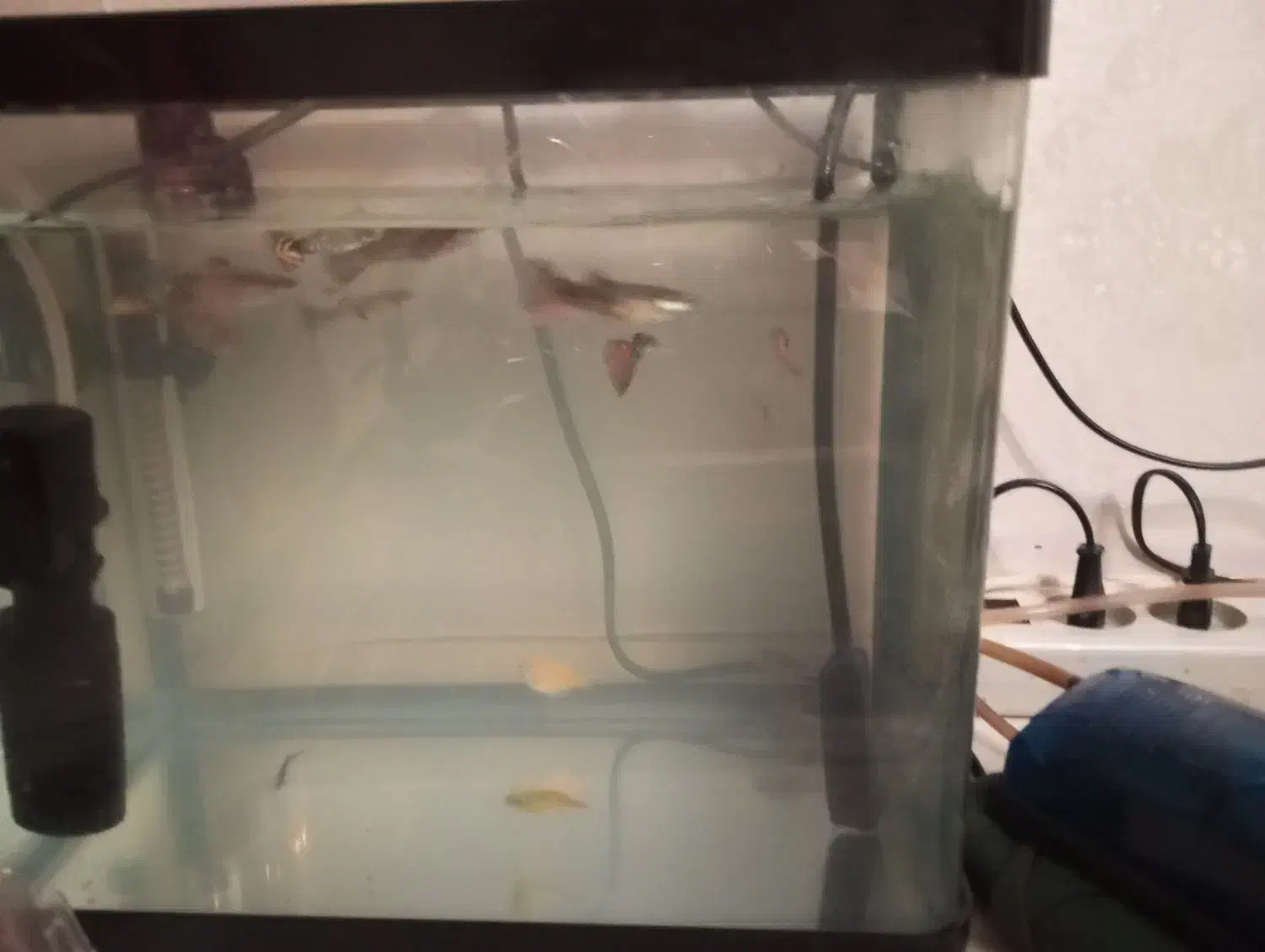 فروش ماهی گوپی با وسایل|ماهی|تبریز, |دیوار