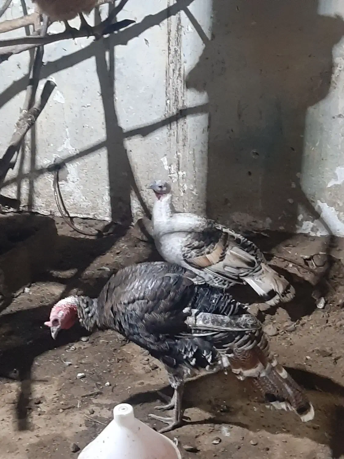 مرغ تخم گذار  خروس محلی  بوقلمون .نیمچه اسراییلی|حیوانات مزرعه|اسالم, |دیوار