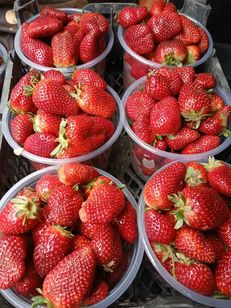 نشا توت فرنگی پاروس دانه ۲ هزار تومن|خدمات باغبانی و درختکاری|اهواز, عامری|دیوار