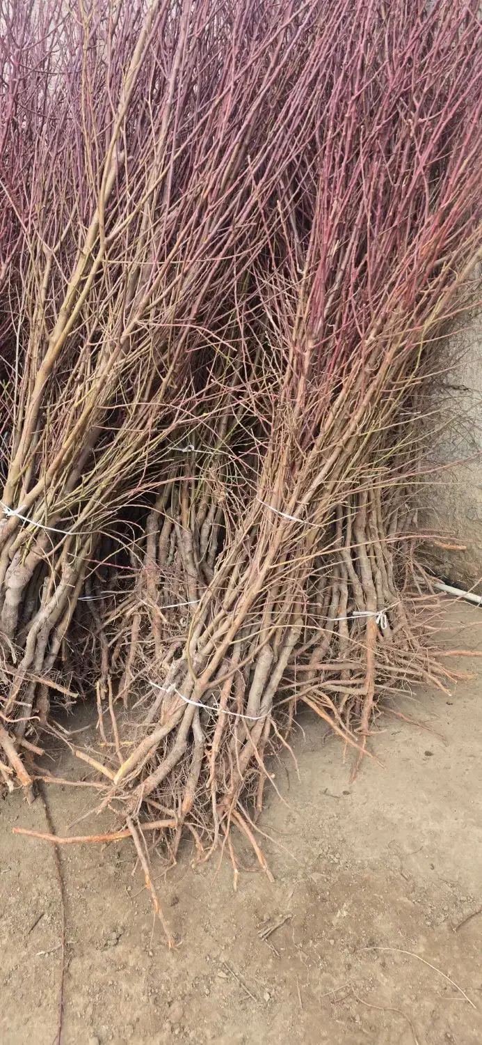 نهـال بادام|خدمات باغبانی و درختکاری|شبستر, |دیوار